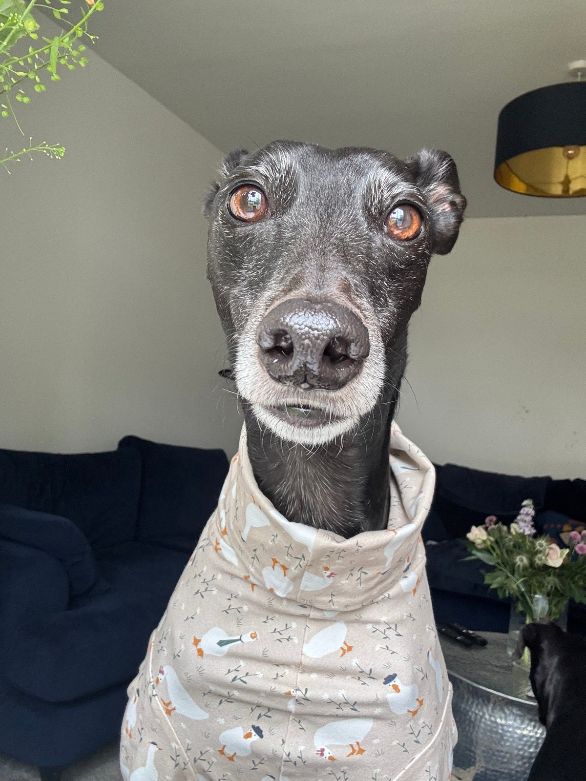 Black greyhound wearing silly goose YamJimJams pyjamas, sitting indoors on a sofa.