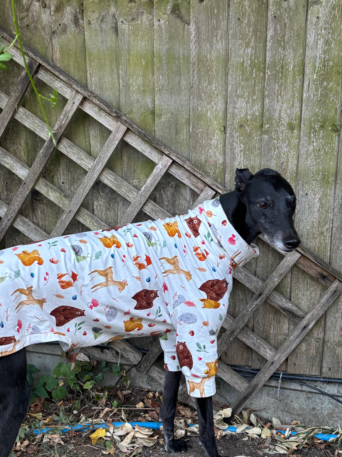 A black greyhound standing outdoors in front of a weathered wooden fence and lattice panel, wearing hibernating hounds greyhound pyjamas, covered in a colourful woodland animal print including deer, foxes, bears, and acorns.